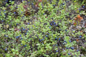Blueberries growing in Denali, Alaska.