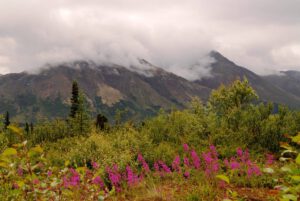 Fireweed grows in the shadow of mountains.,