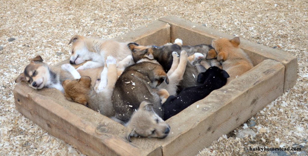 Husky puppies nap together at Husky Homestead.