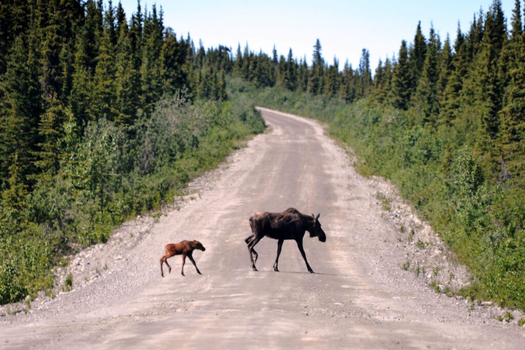 A moose cow crosses the Denali Highway with calf.