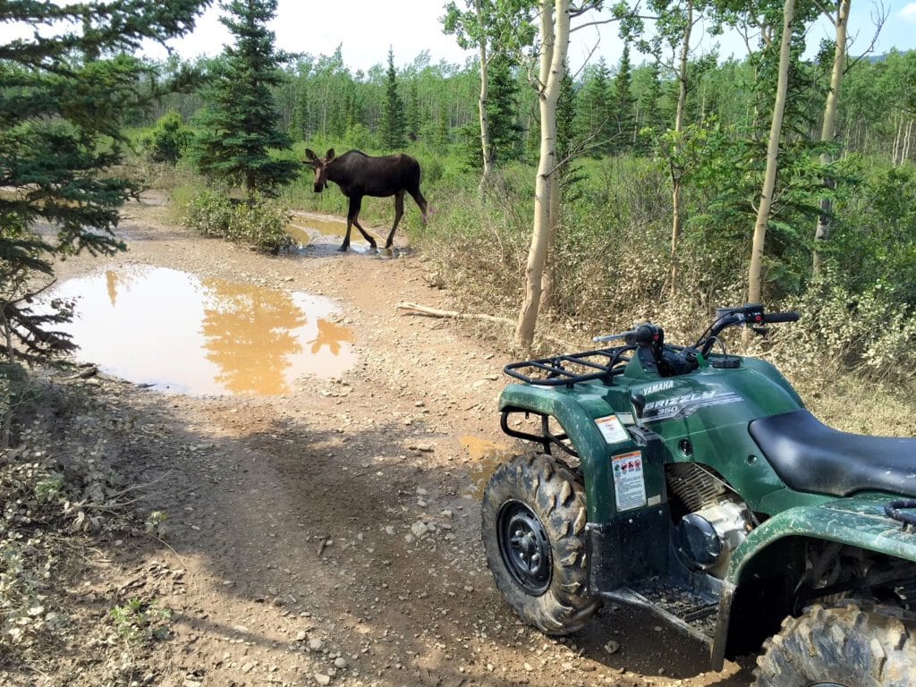 A moose crosses the trail as an ATV tour watches.