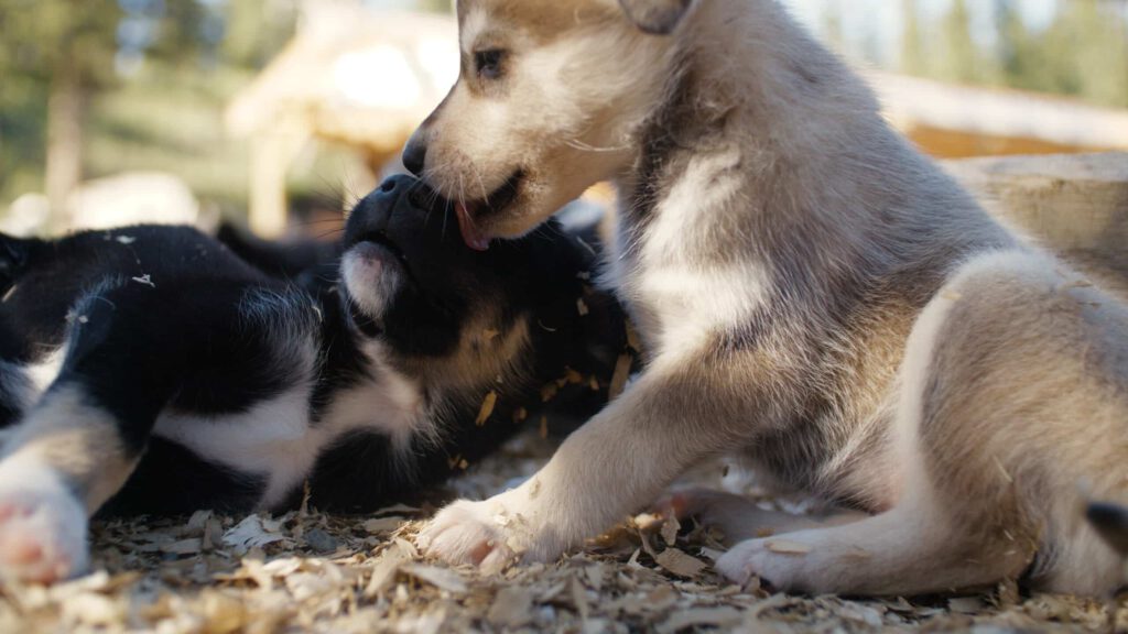 Two husky puppies play at the Husky Homestead.