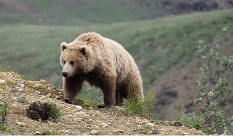 bear in Denali Alaska